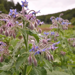Bourrache à fleurs bleues