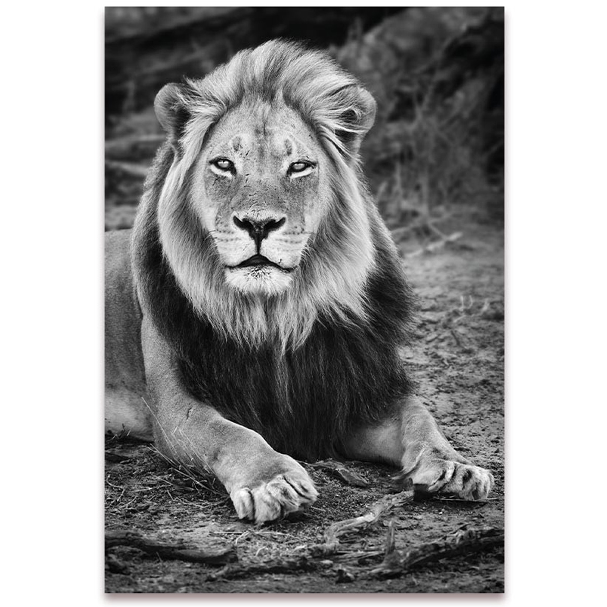 Toile photo \'Lion\' noir blanc - 120x80 cm - [A3006]