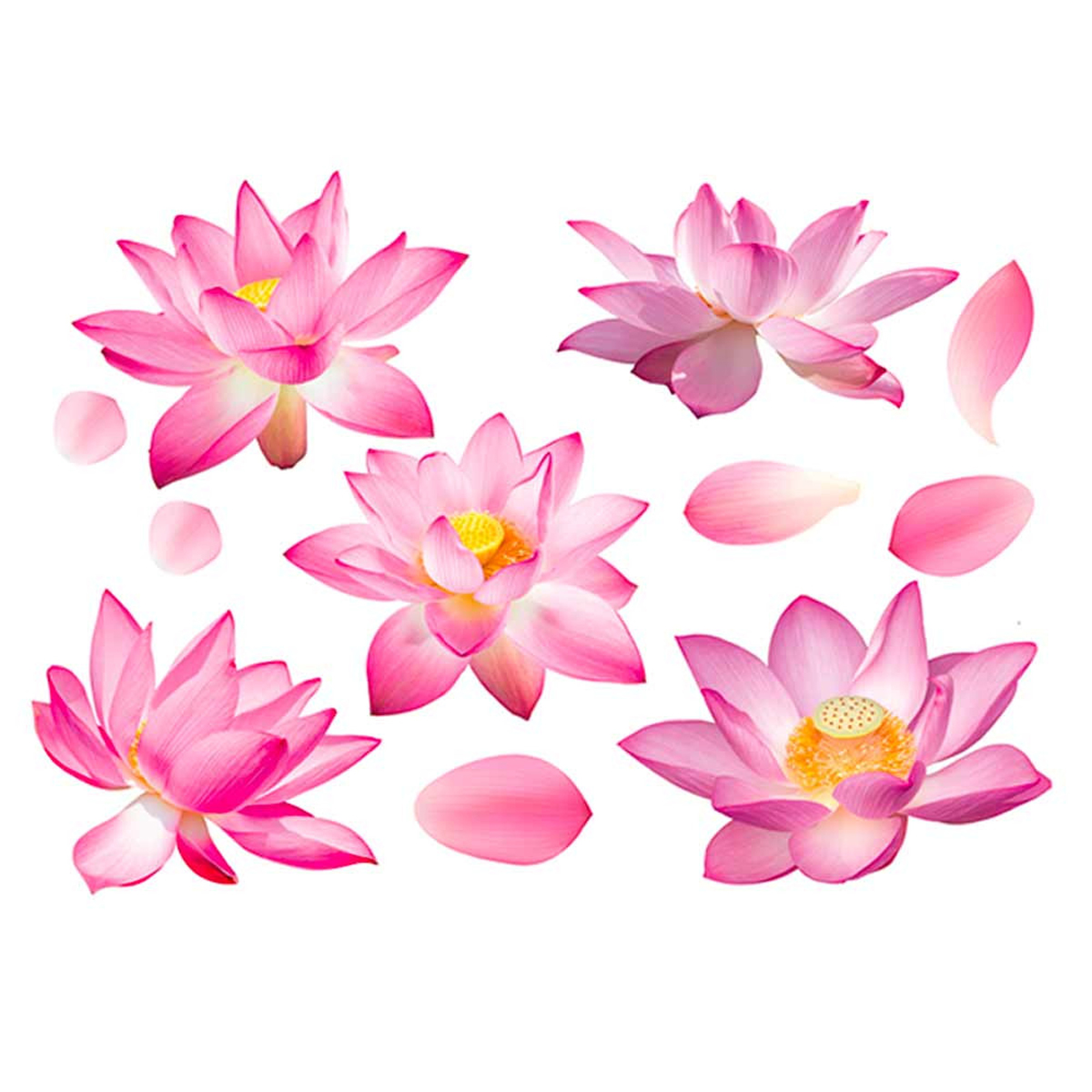 Planche de stickers \'Lotus\' rose - 50x70 cm - [Q8286]
