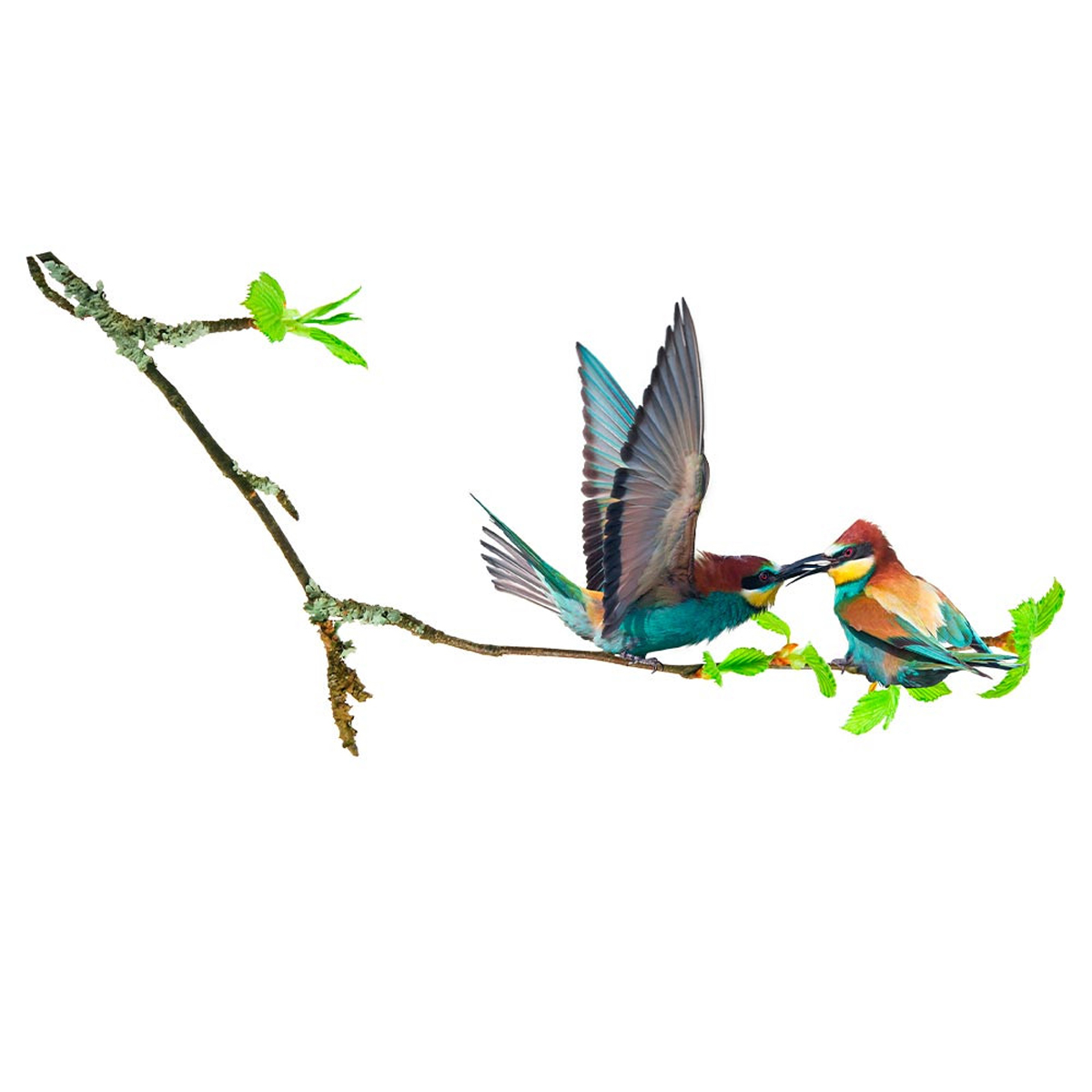 Planche de stickers \'Oiseaux sur branche\' multicolore - 20x70 cm - [R6013]