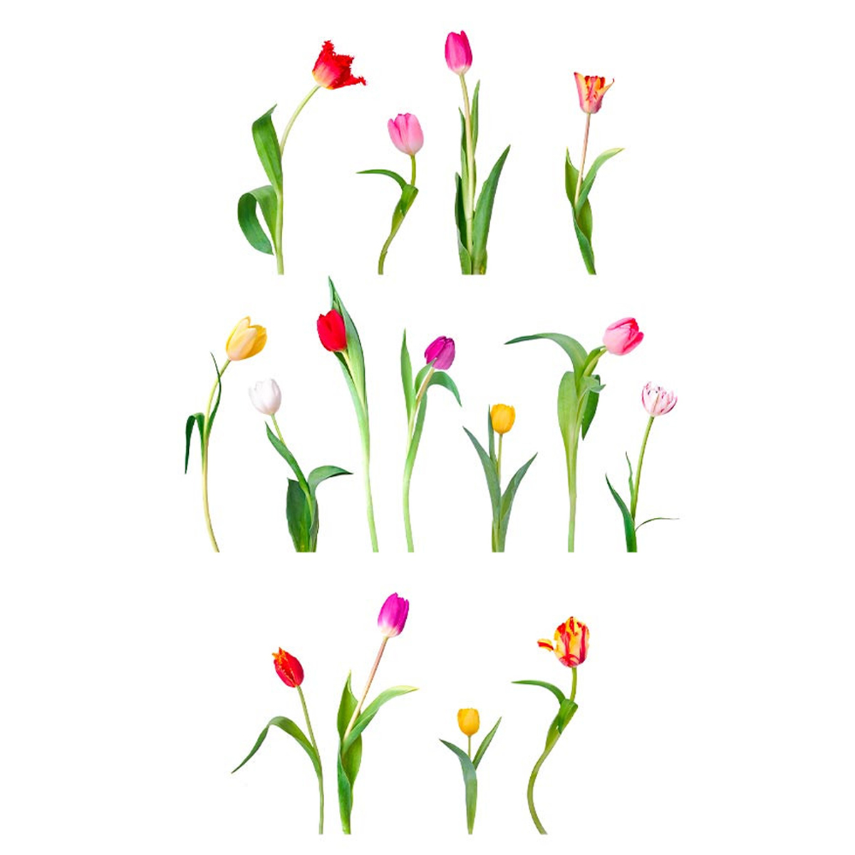 Planche de stickers \'Tulipes\' multicolore - 20x70 cm - [R6021]