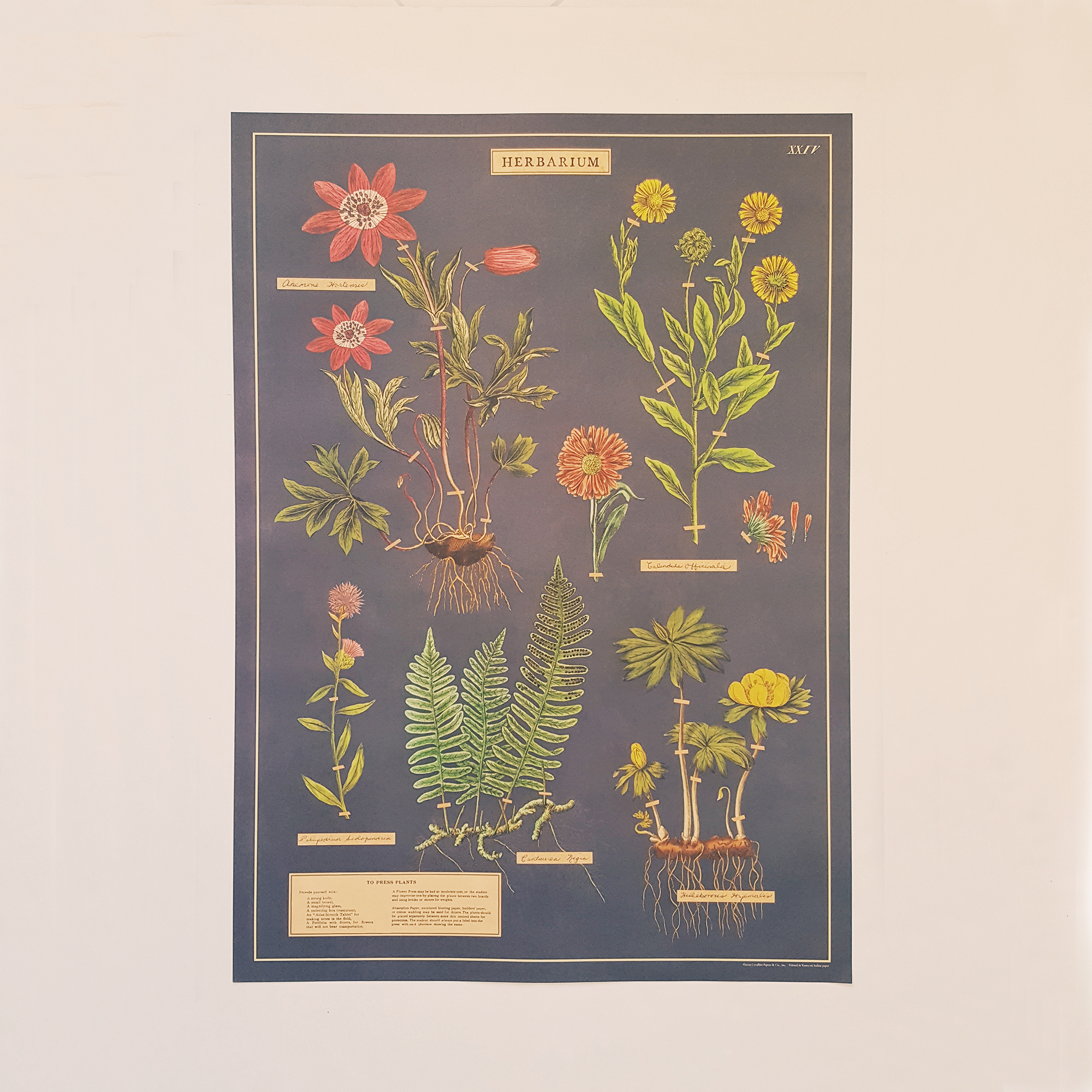 affiche-vintage-herbarium