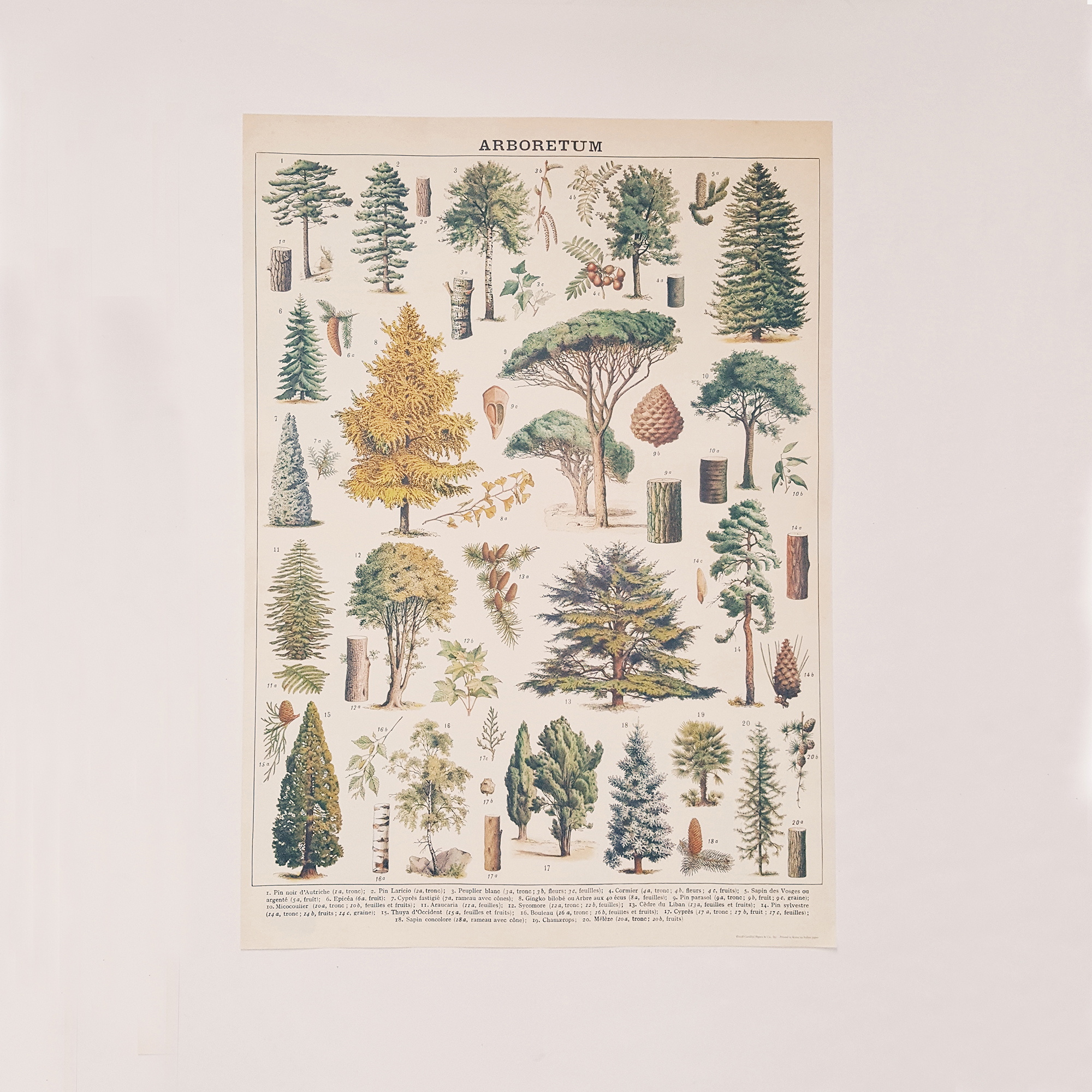 Affiche pédagogique Arboretum arbres - 50 x 70 cm