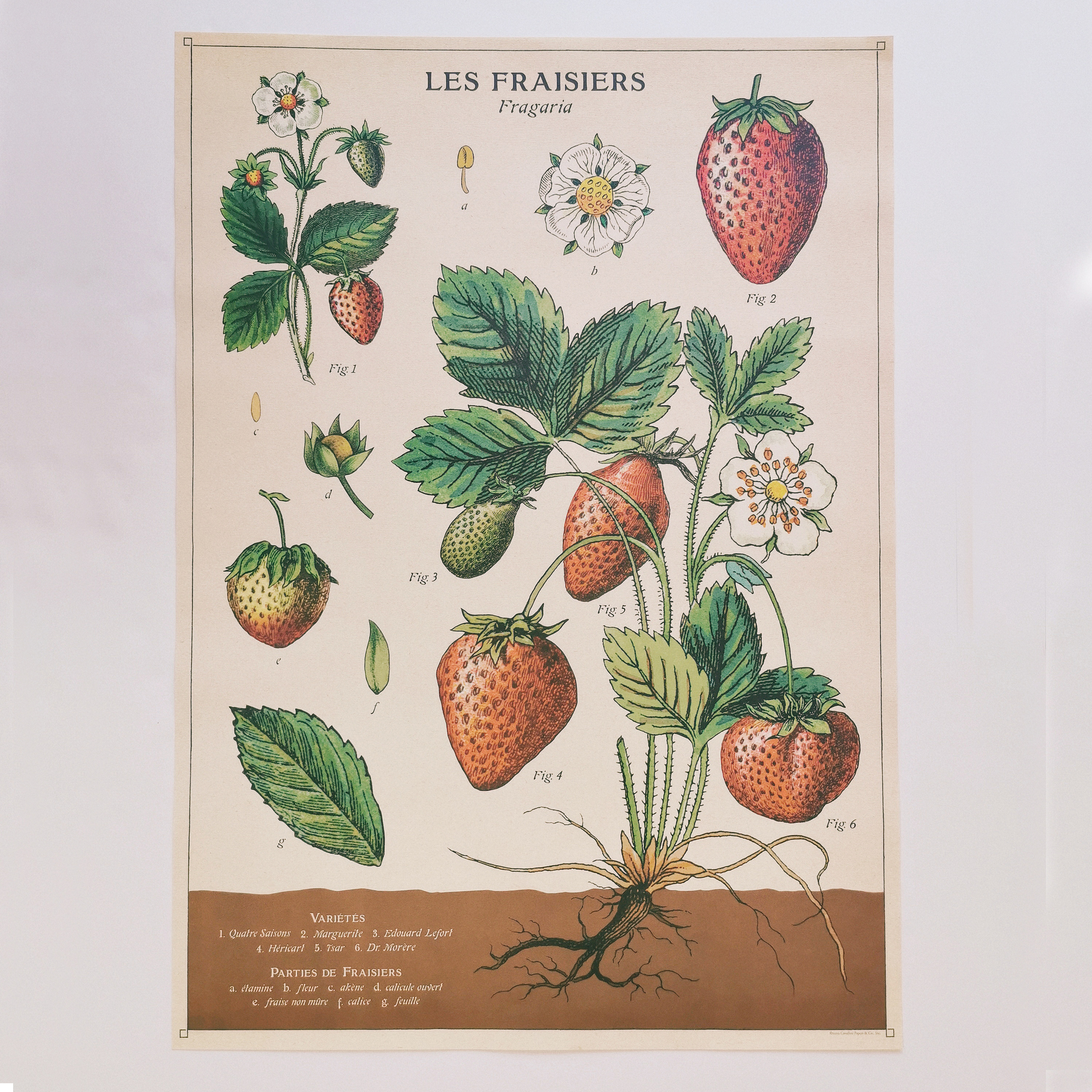 Affiche éducative Cavallini - Cycle de vie de la fraise