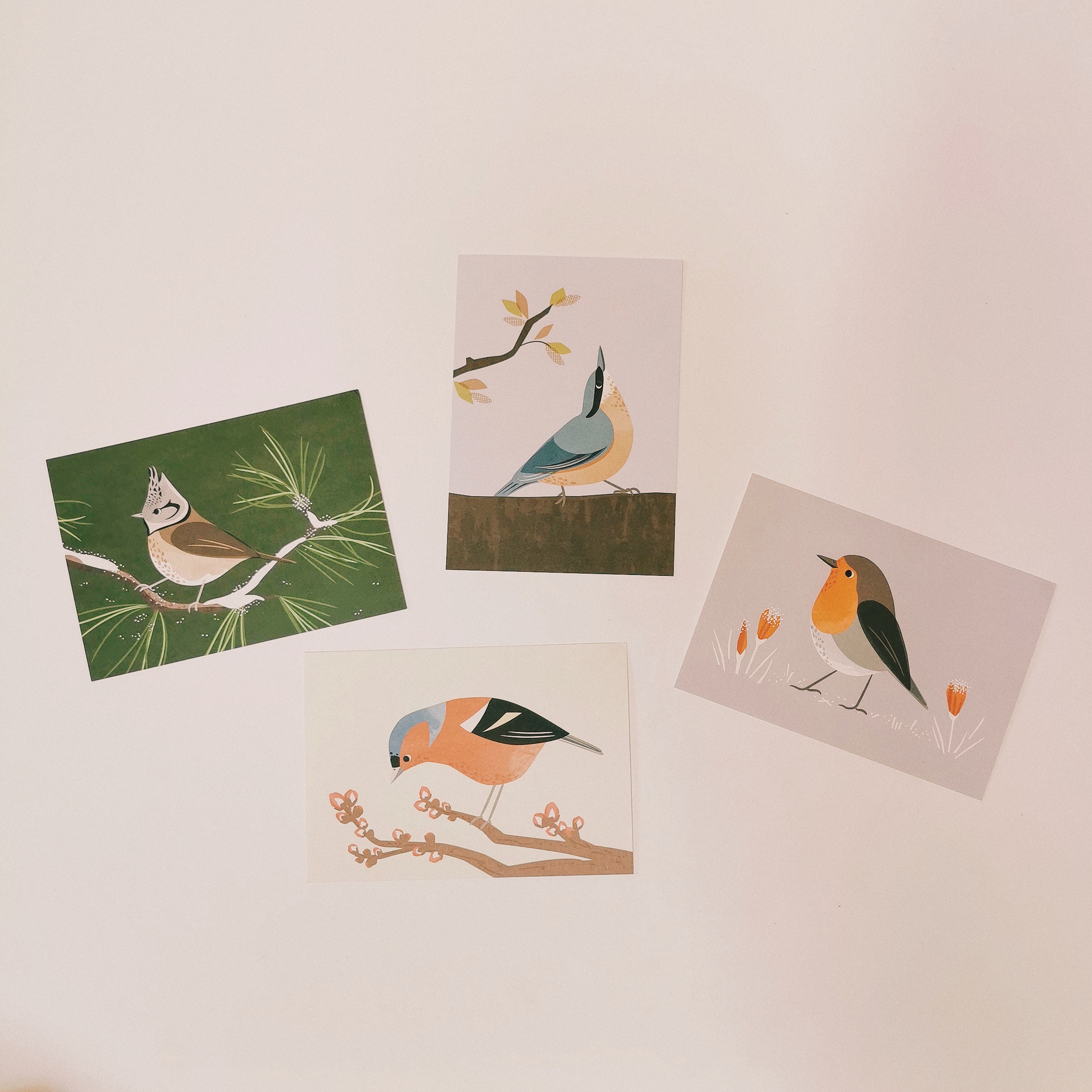 cartes postales oiseaux