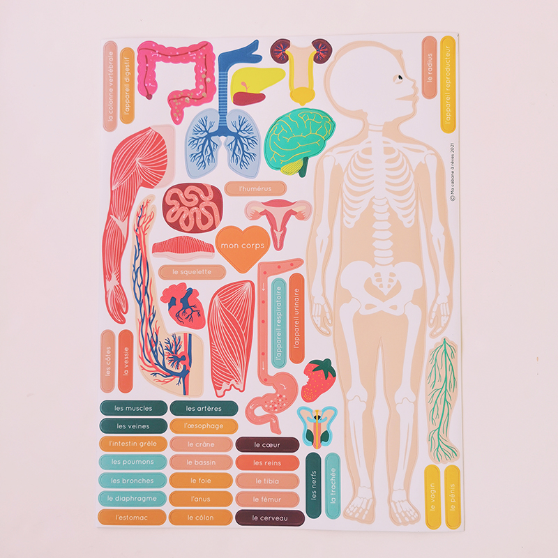 aimants résistants à leau anatomie
