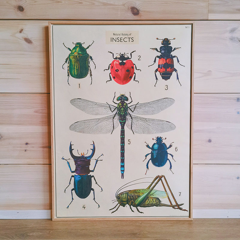 Affiche vintage galerie d\'insectes