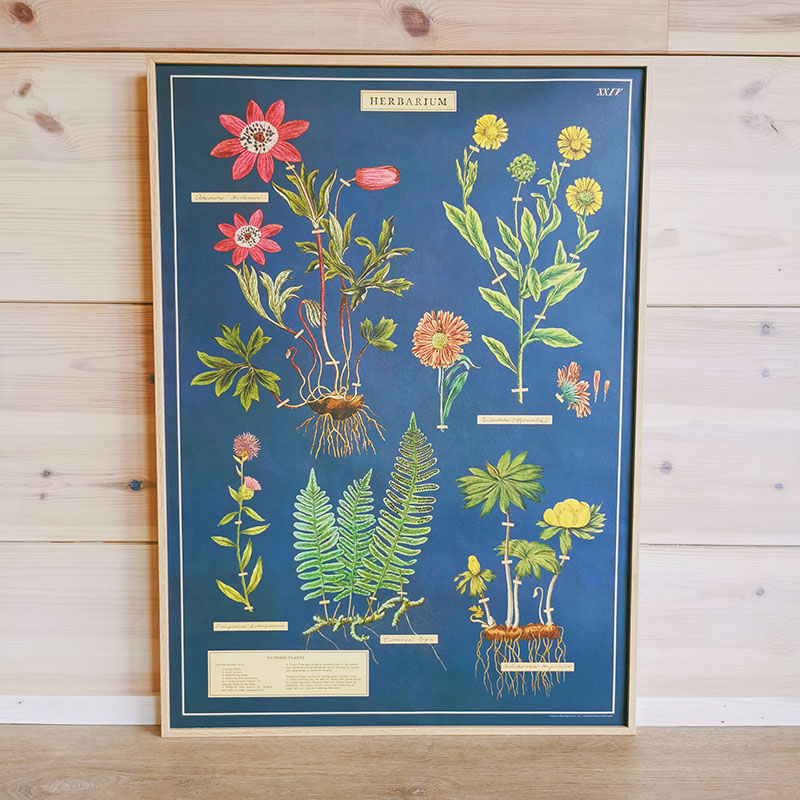 affiche vintage fleurs herbarium cavallini