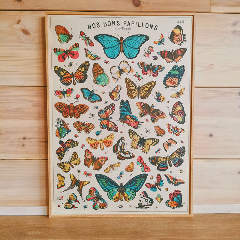 AFFICHE VINTAGE - Histoire Naturelle: Papillons (50x70cm