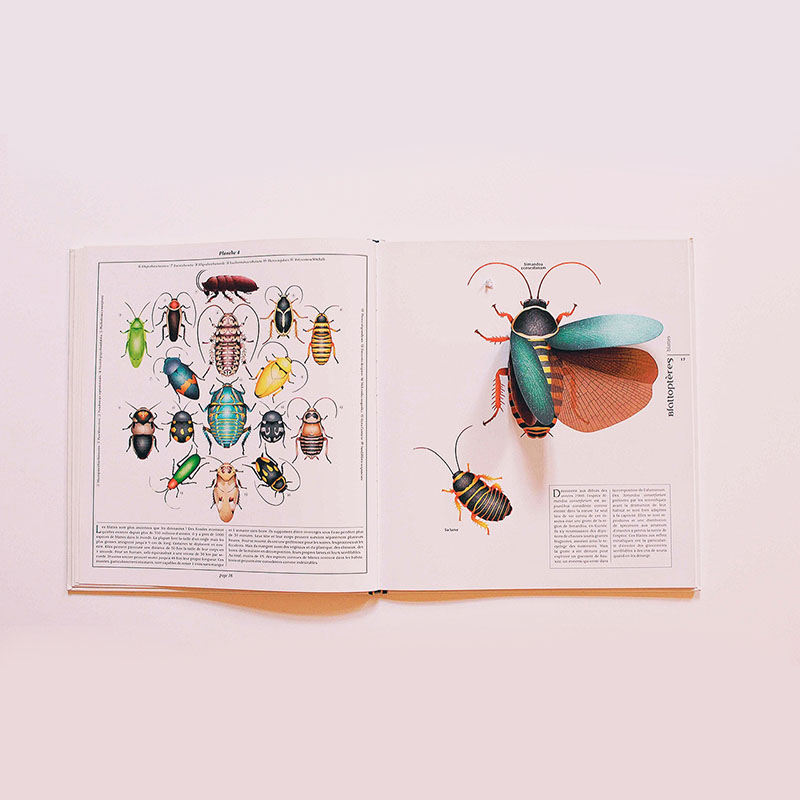 très beau livre sur les insectes documentaire scientifique pour petits et grands amaterra