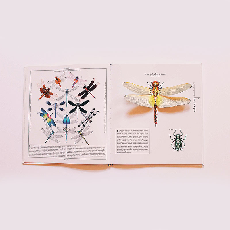 livre documentaire à thème les insectes amaterra pour enfants