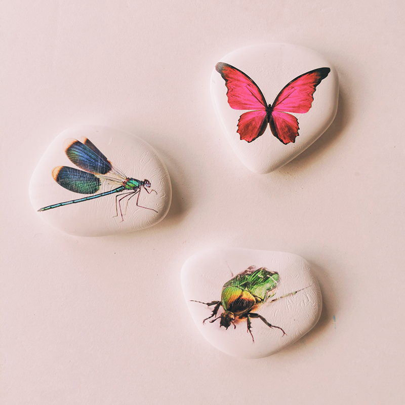 les petites graines de génie galets pédagogiques sur le thème des insecte papillon libellule et scarabée