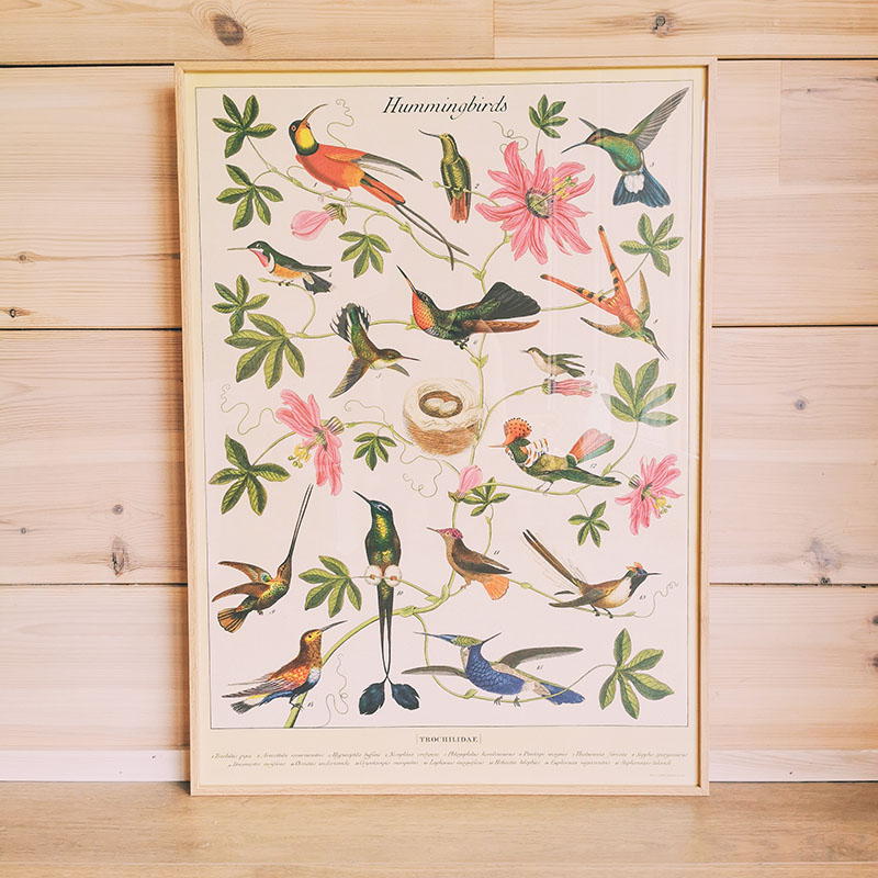 affiche vintage colibri cavallini and co