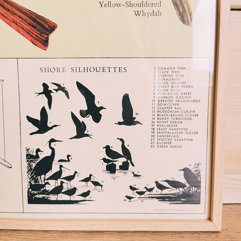 affiche éducative vintage cavallini and co observation oiseaux