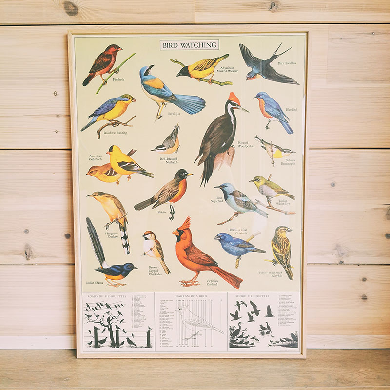 Affiche éducative vintage - oiseaux cardinal - 50 x 70 cm