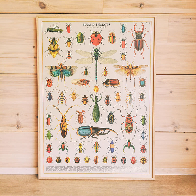 affiche éducative vintage cavallini and co insectes