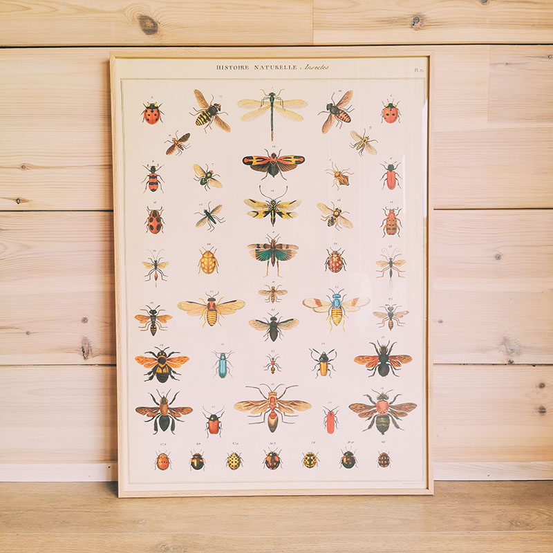 affiche vintage enfants insectes cabinet de curiosité cavallini