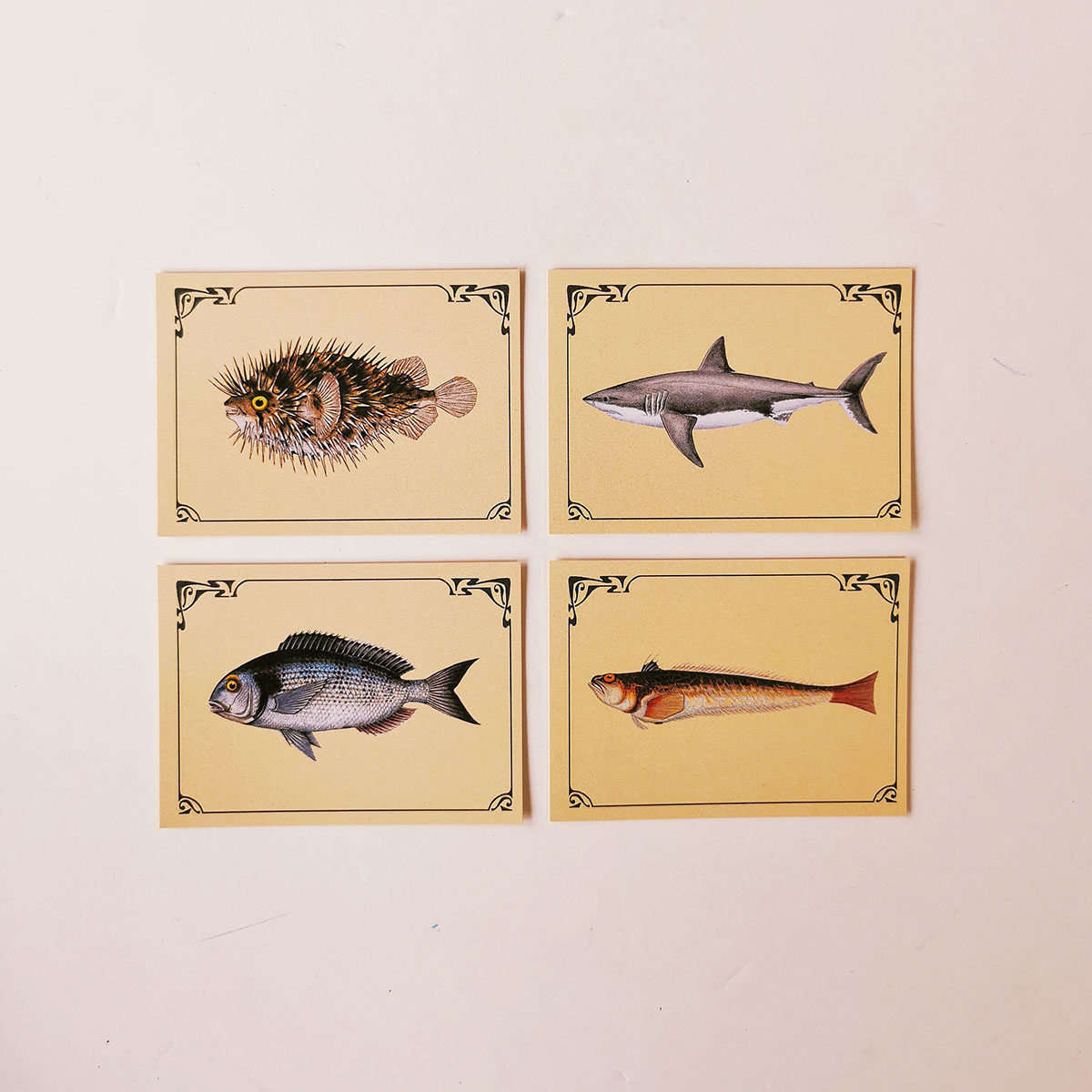 cartes-éducatives-marc-vidal-reconnaître-les-poissons