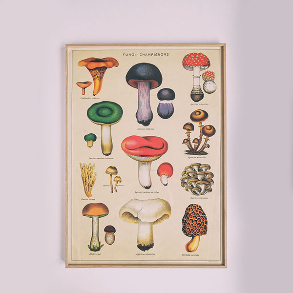 Affiche éducative vintage - Champignons