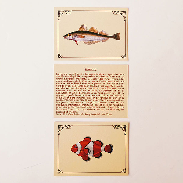 cartes-marc-vidal- apprendre- a-reconnaitre-les-poissons