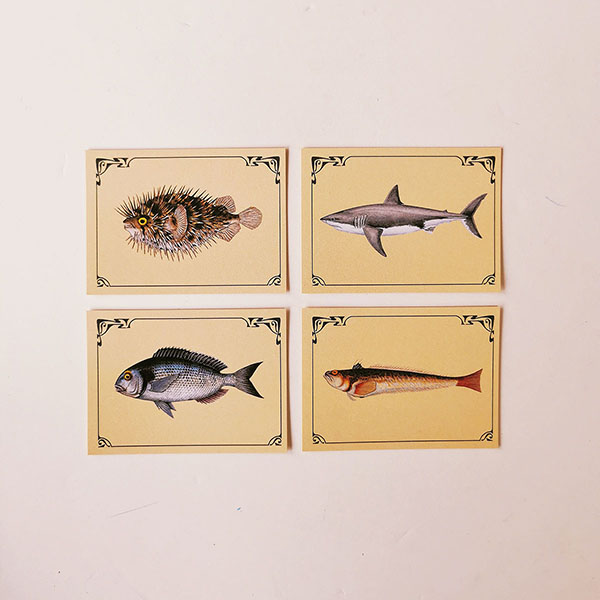 cartes-pour-apprendre-a-reconnaitre-les-especes-de-poissons-marc-vidal