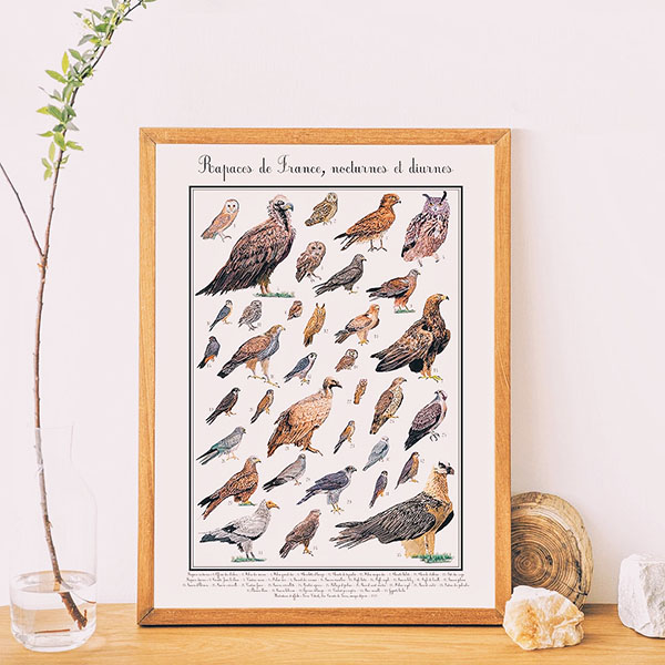 Poster illustré oiseaux rapaces