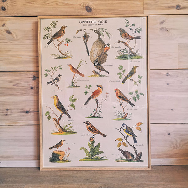 affiche-ornithologie-oiseaux-vintage-cavallini