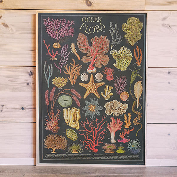 Affiche éducative vintage - Flore des océans