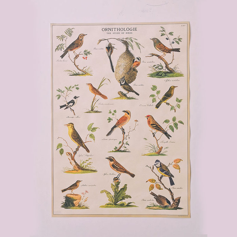 affiche-ornithologie-oiseaux-cavallini
