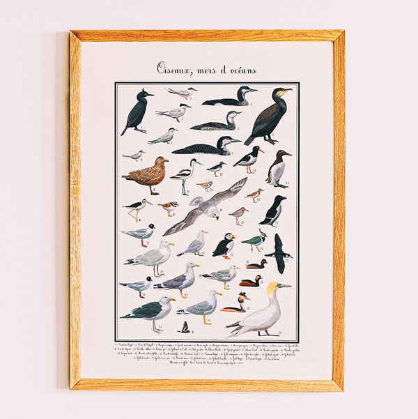 Poster illustré des oiseaux marins