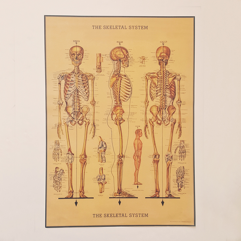 affiche-vintage-squelette-corps-humain-cavallini