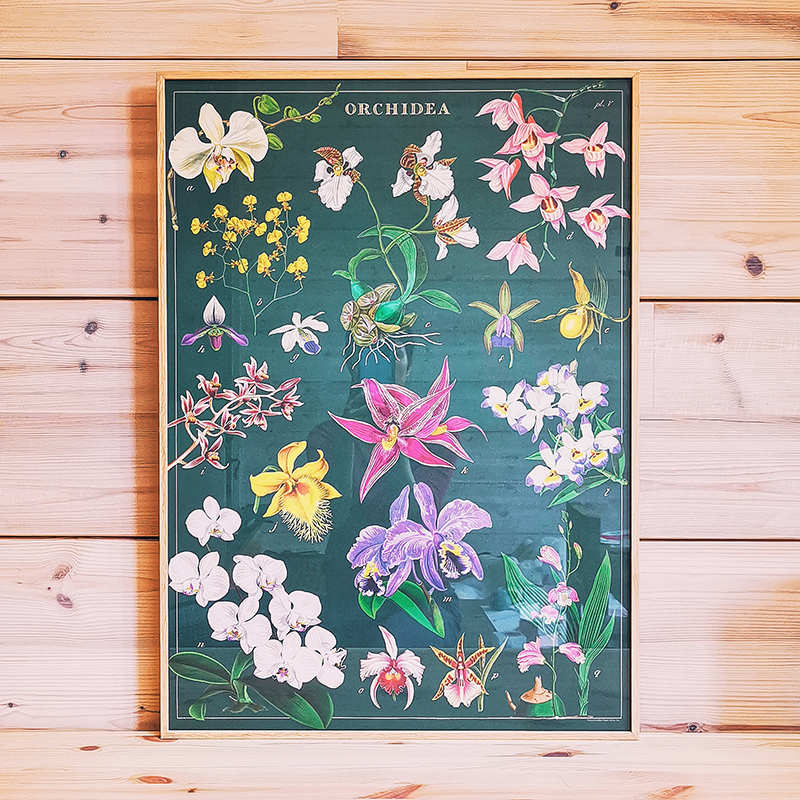 Affiche naturaliste vintage - Orchidées