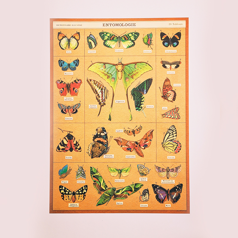 Affiche papillons vintage - Entomologie