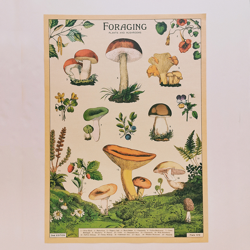 affiche-champignon-comestibles-vintage-cavallini