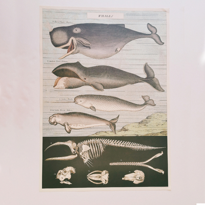Affiche pédagogique vintage - "baleines" - 50 x 70 cm