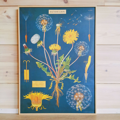 Affiche éducative vintage - cycle de vie du pissenlit - 50 x 70 cm