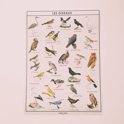 Poster illustré d'oiseaux communs