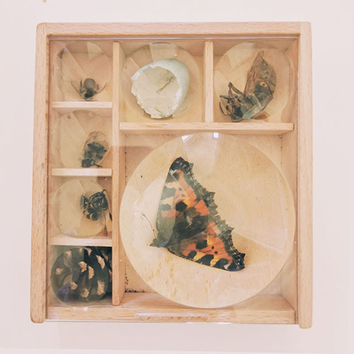 Boîte loupe d'observation à insectes en bois