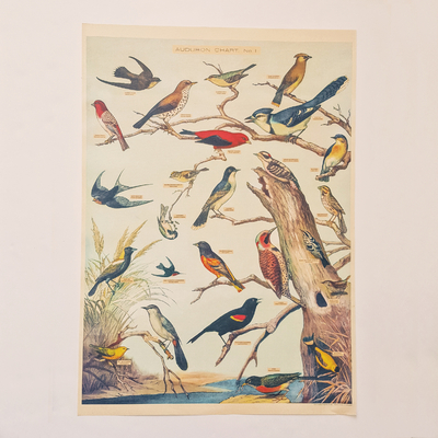 Affiche éducative vintage - Oiseaux par Audubon - 50 x 70 cm