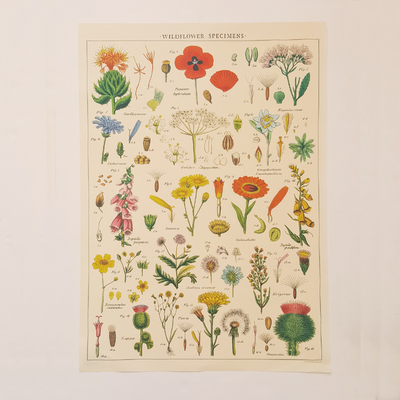 Affiche éducative vintage 50 x 70 cm - fleurs sauvages
