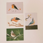 dessins oiseaux