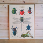 affiche cavallini and co archive vintage et rétro galerie d'insectes libellule scarabée coccinelle