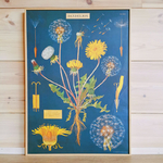 affiche vintage pissenlit dandelion cavallini and co