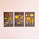 cartes postales vintage fleurs cavallini and co