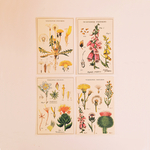 cartes postales anciennes fleurs des champs cavallini & co