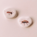 galets pédagogiques les petites graines de génie insectes mouche et fourmi pour activité enfant dapprentissage de la nature