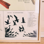 affiche éducative vintage cavallini and co observation oiseaux