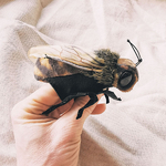 mini-abeille-marionnette-a-doigt-realiste-folkmanis-puppets