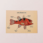 carte-nomenclature-poisson-marc-vidal