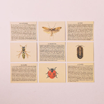 cartes-nomenclature-insectes-apprentissage-alternatif-et-autonome-marc-vidal